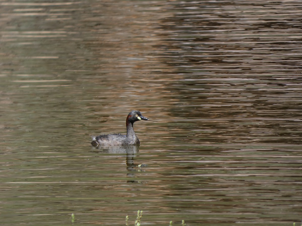 potápka australasijská - ML513472581