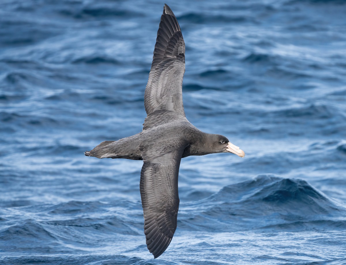 Northern Giant-Petrel - ML513473021