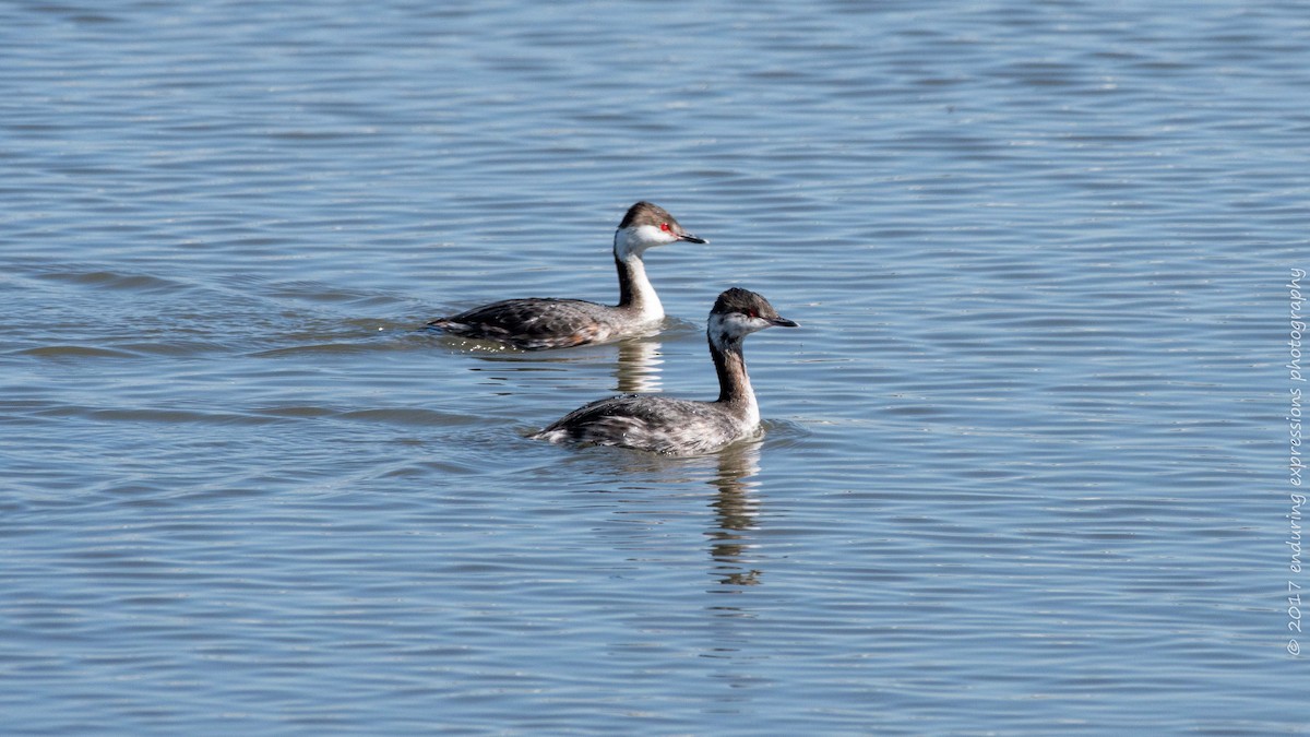 Horned Grebe - Charlie Shields