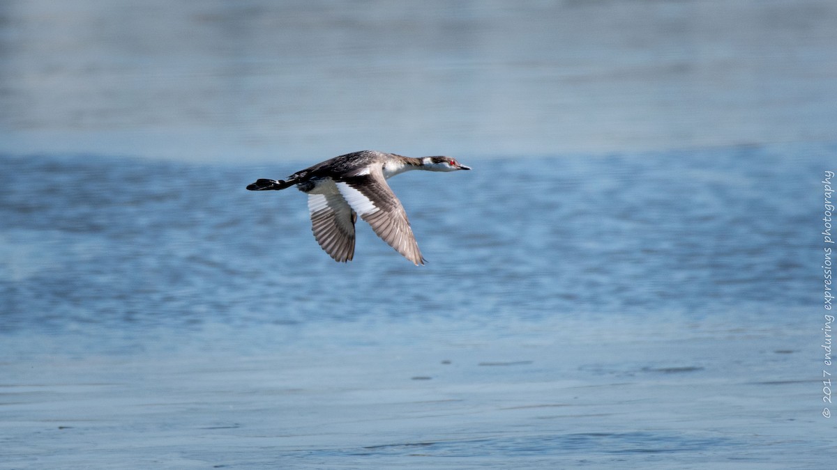 Horned Grebe - Charlie Shields