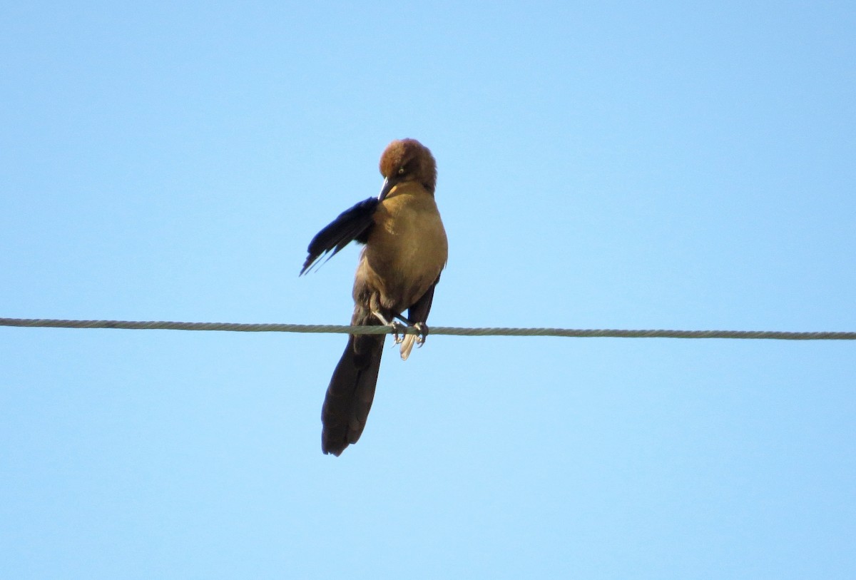 Great-tailed Grackle - ML513476231