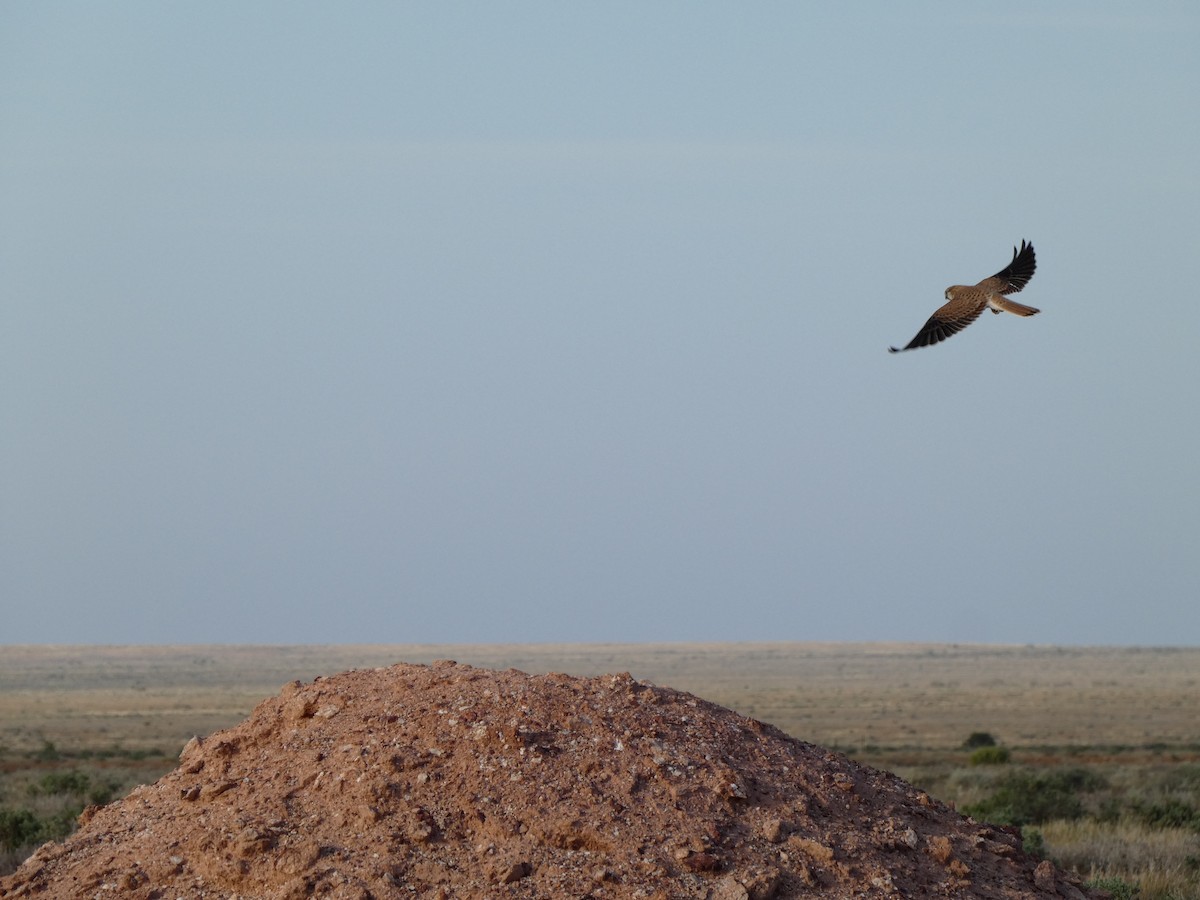 Nankeen Kestrel - ML513476321