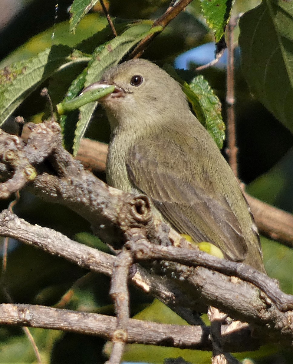 Pale-billed Flowerpecker - ML513476411