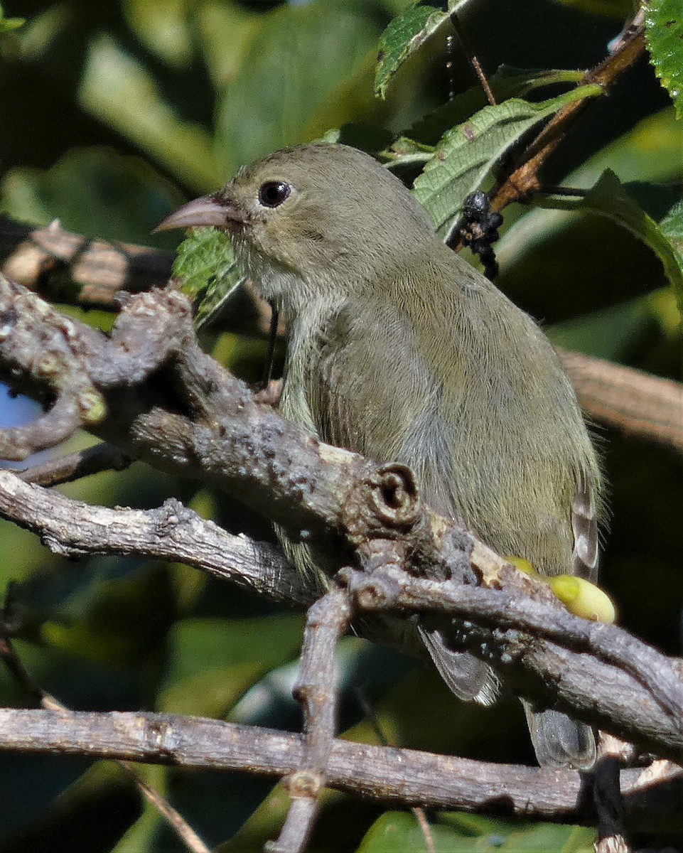 Pale-billed Flowerpecker - ML513476431