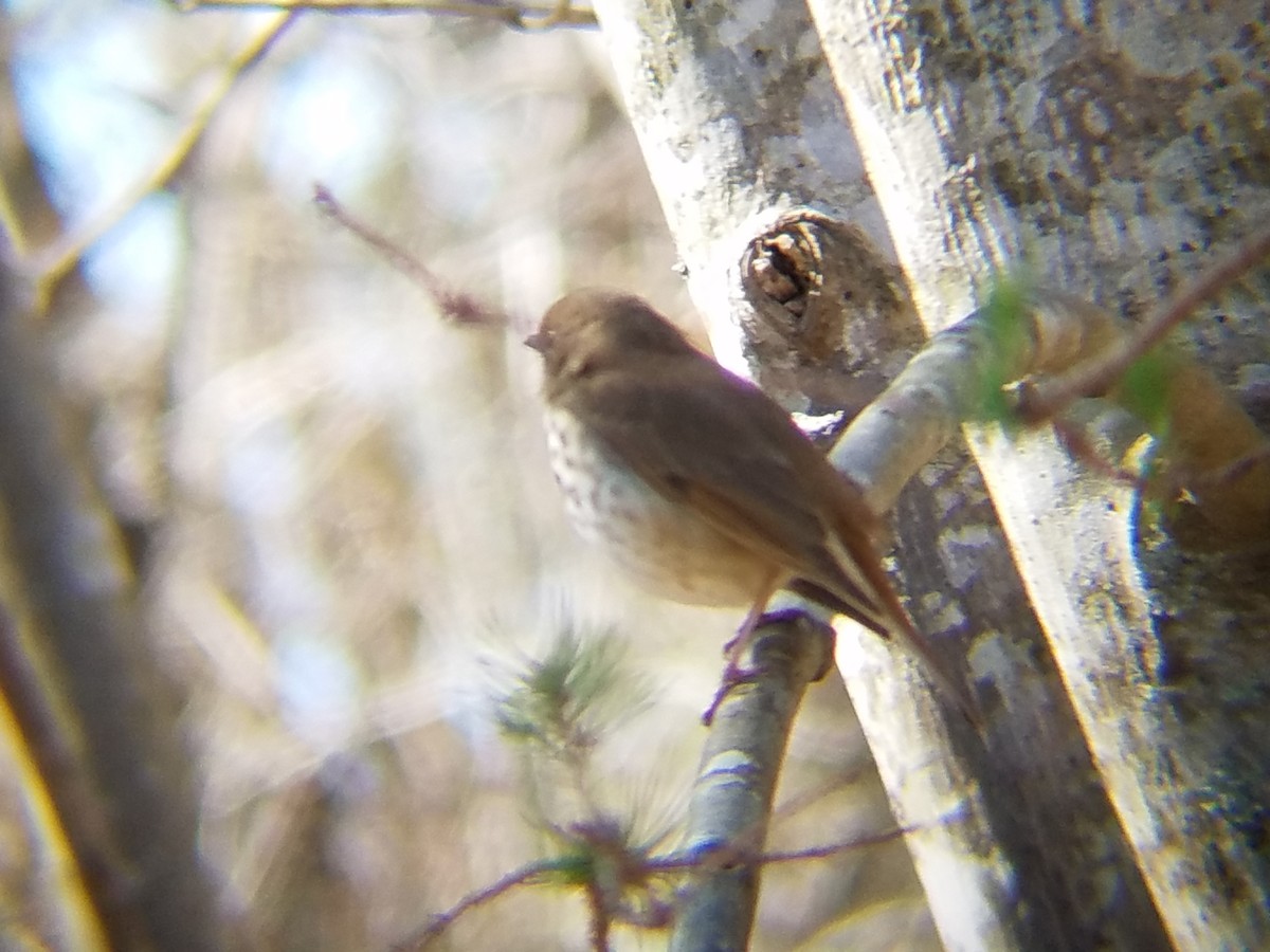 Hermit Thrush - ML51347711