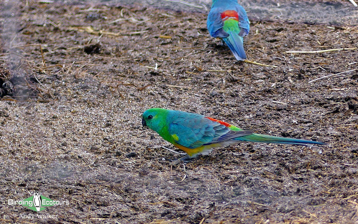 Red-rumped Parrot - ML513477191