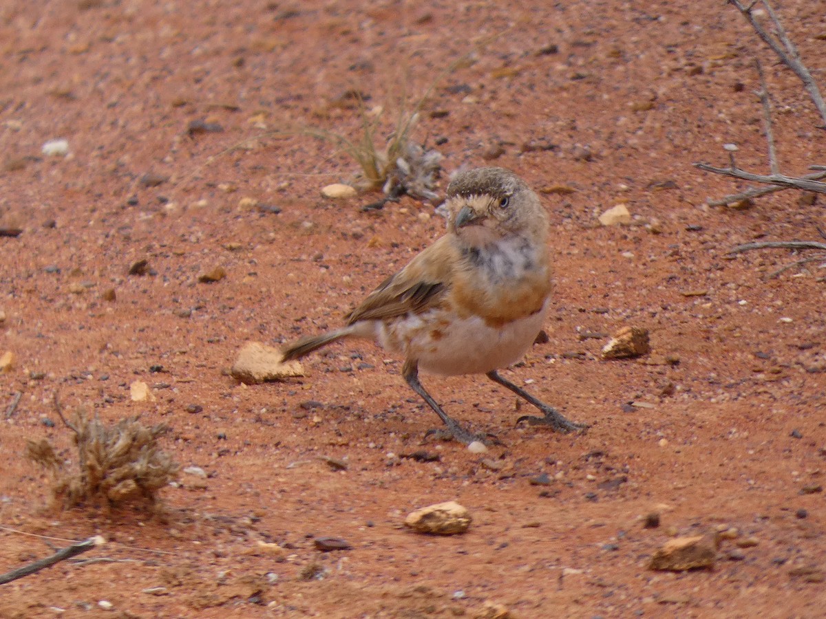 Chestnut-breasted Whiteface - Eneko Azkue