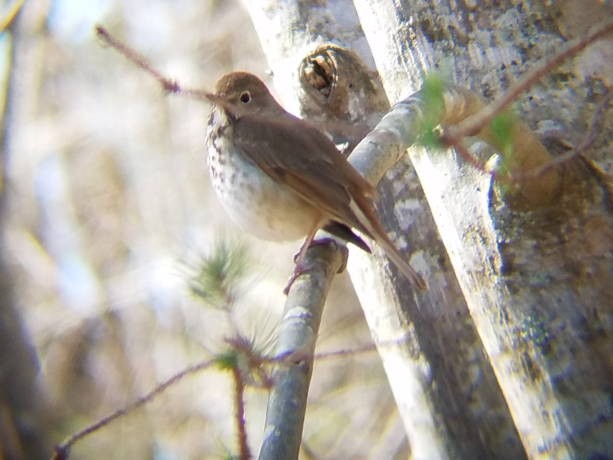 Hermit Thrush - ML51347751