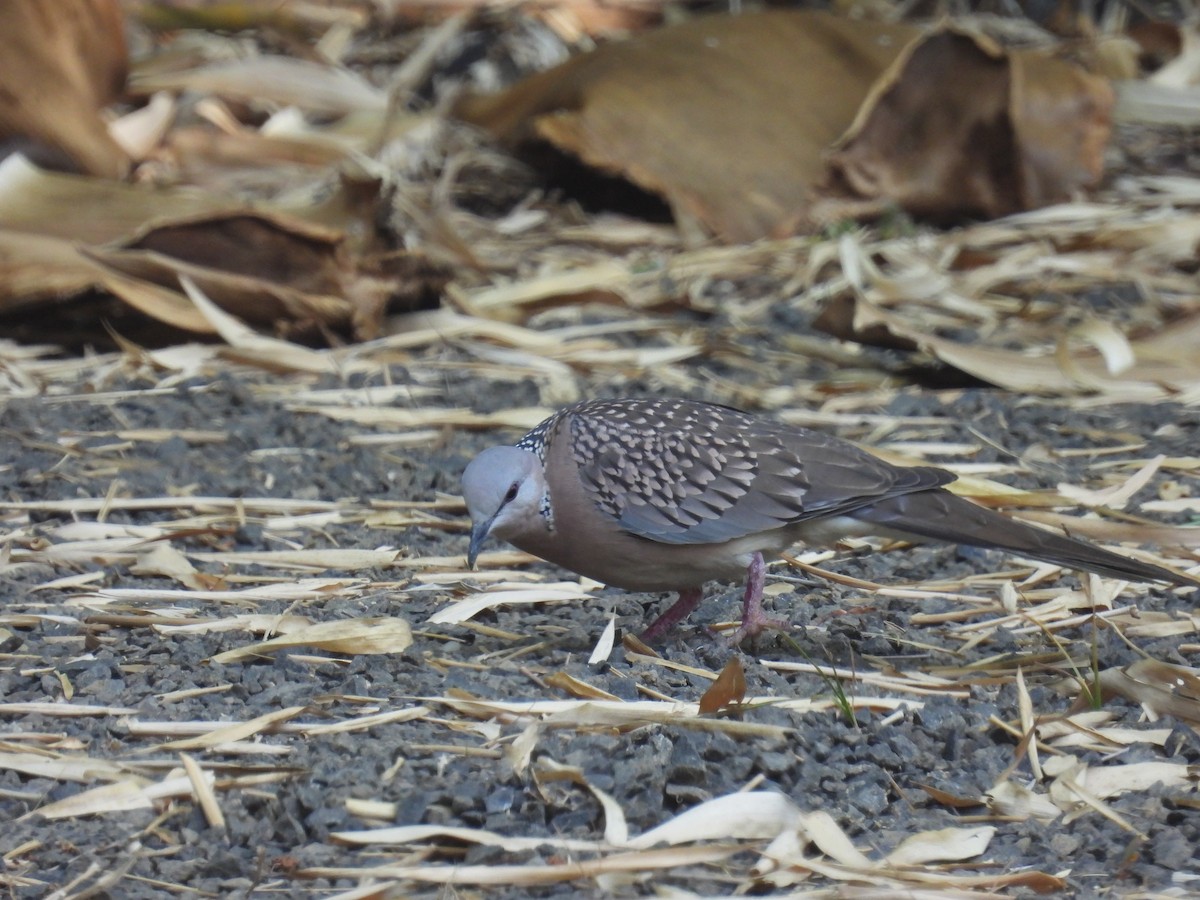 Spotted Dove - ML513479871