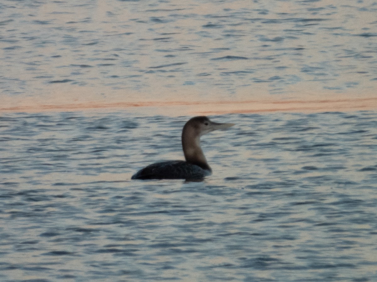 Yellow-billed Loon - ML513479921