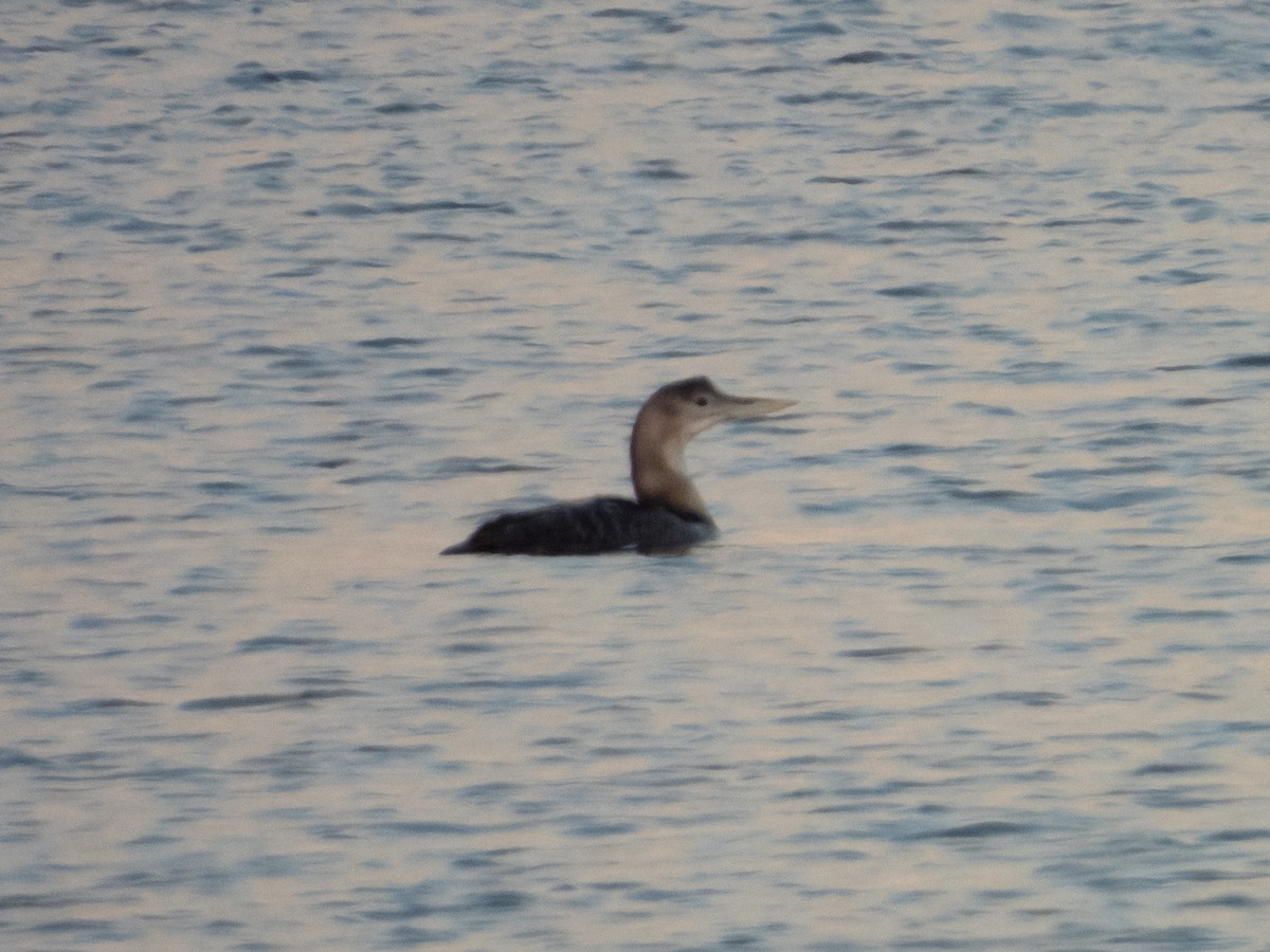 Yellow-billed Loon - ML513479931