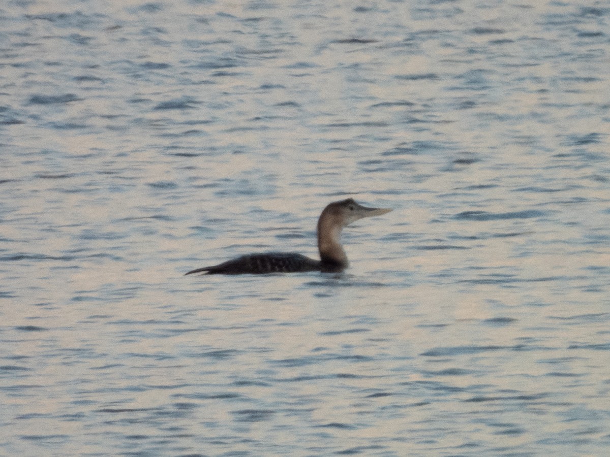 Yellow-billed Loon - ML513479941