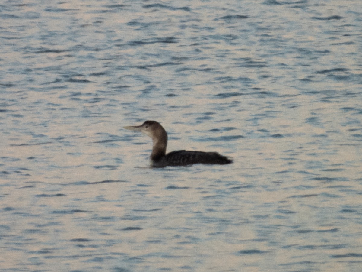 Yellow-billed Loon - ML513479951