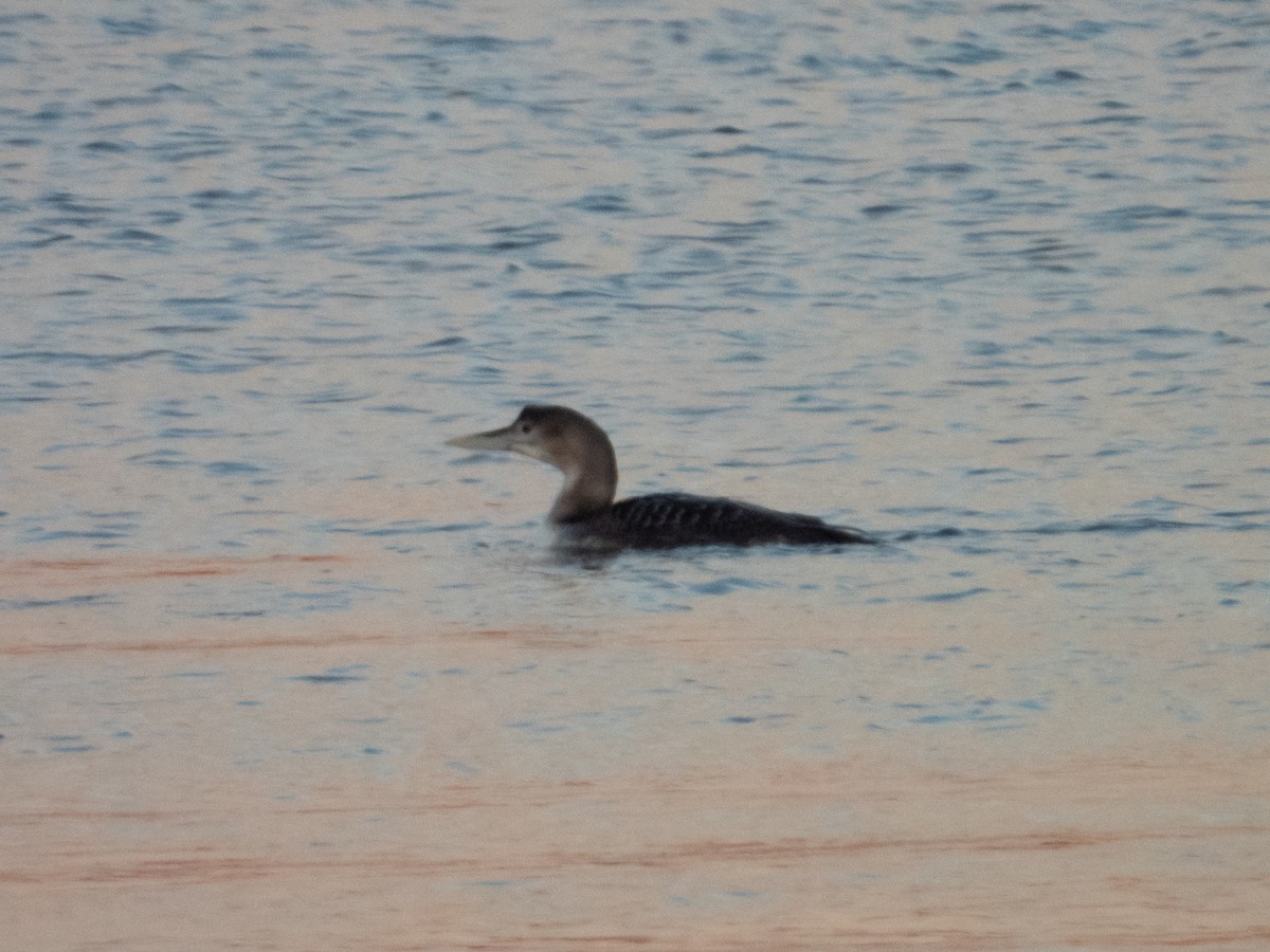 Yellow-billed Loon - ML513479961