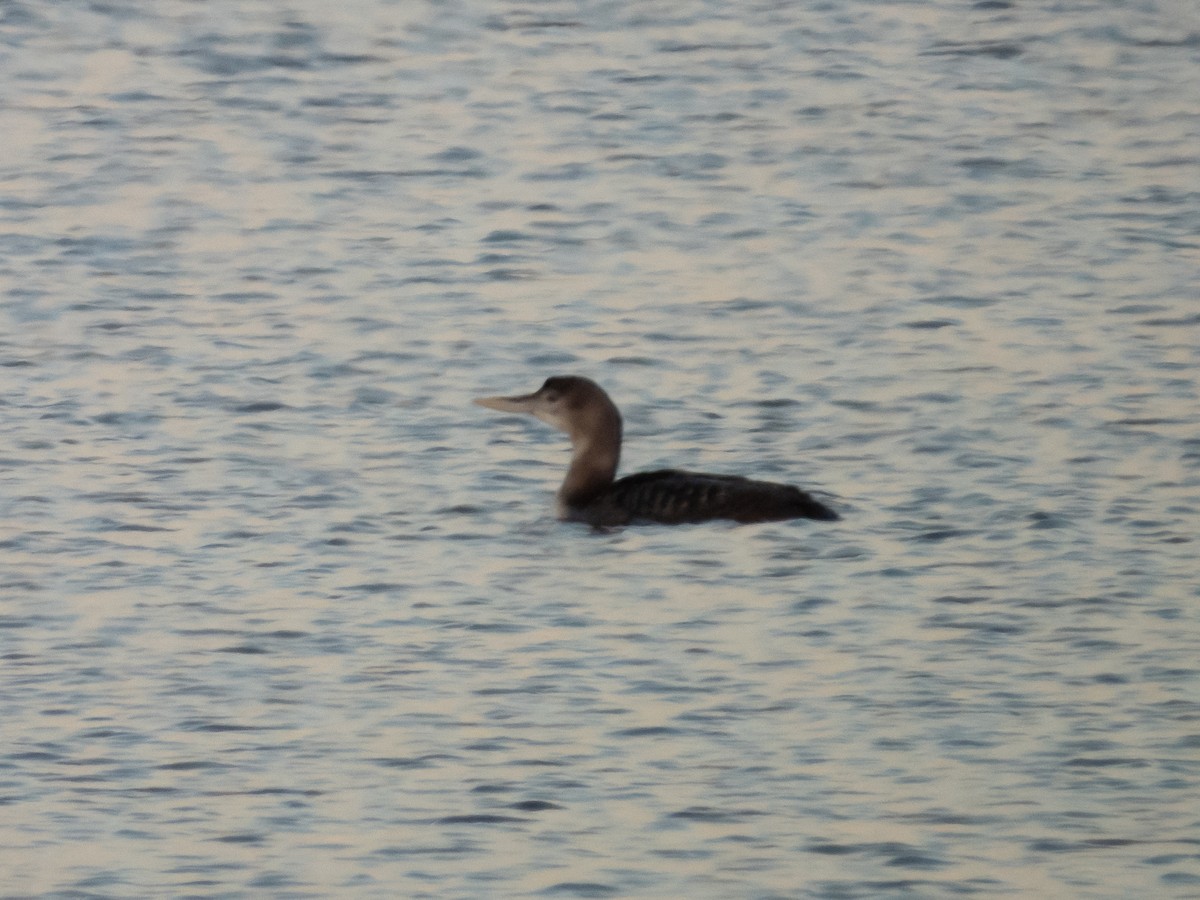 Yellow-billed Loon - ML513479981