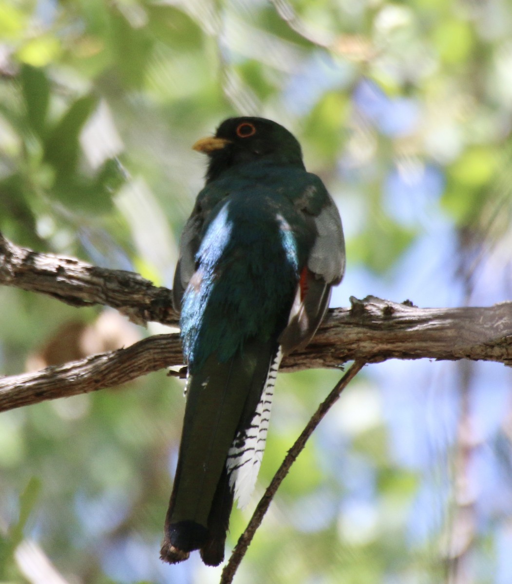 Trogon élégant - ML513481201