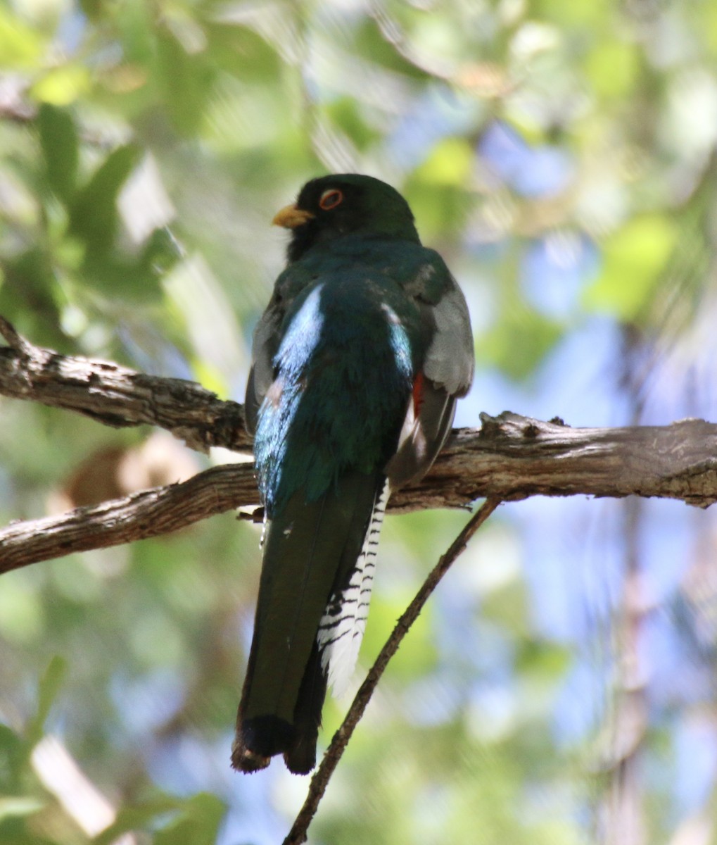 Trogon élégant - ML513481211