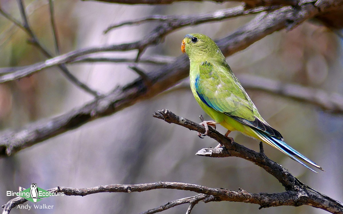 Elegant Parrot - ML513482331