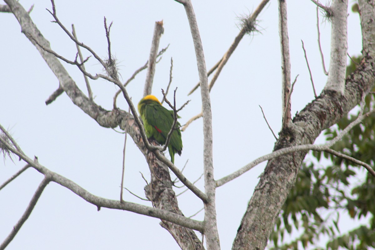 Yellow-naped Parrot - Ana  Dubon