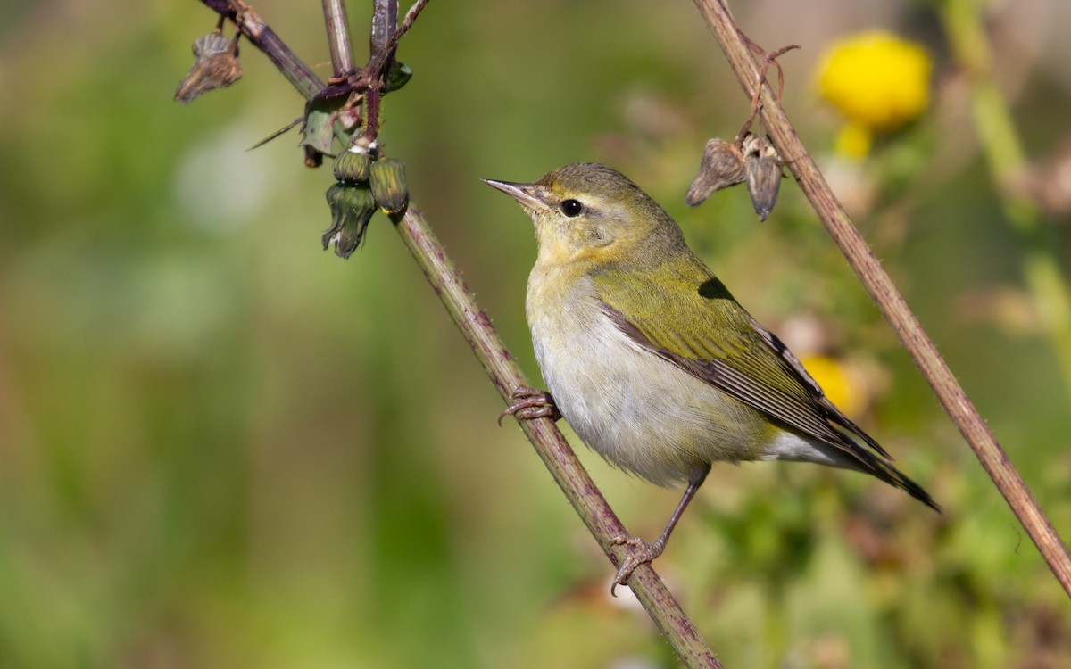 Tennessee Warbler - ML513482961