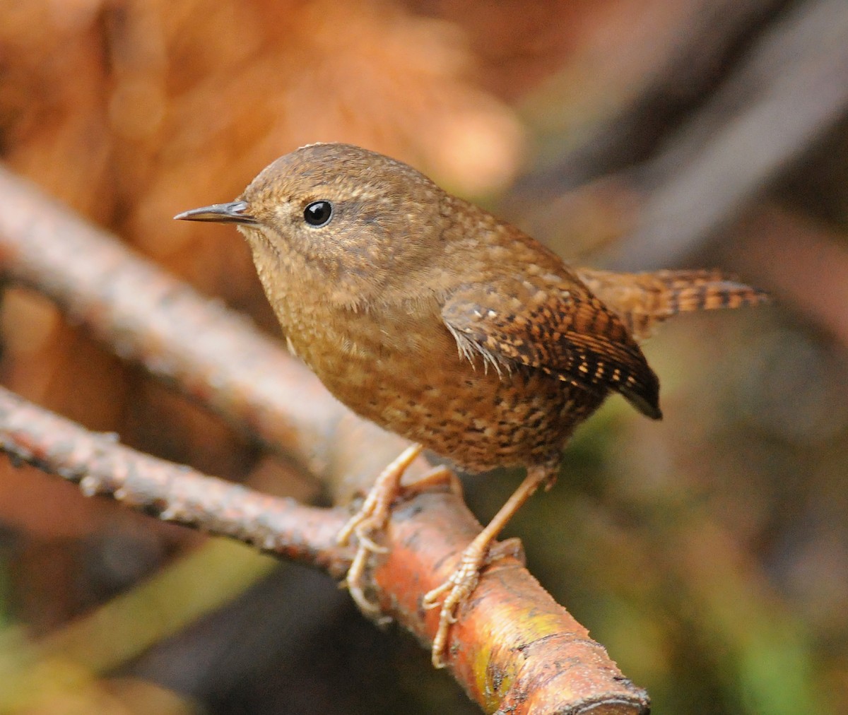 Pacific Wren - ML51348311