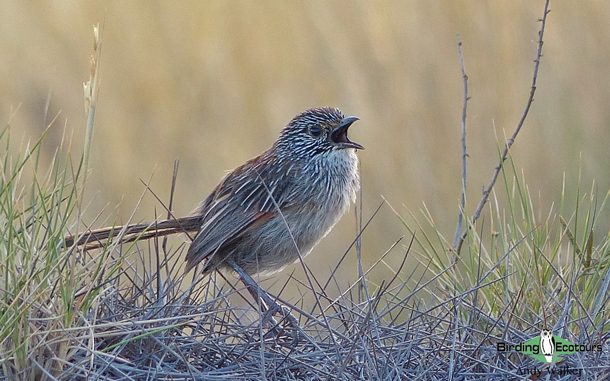 Short-tailed Grasswren - ML513483311