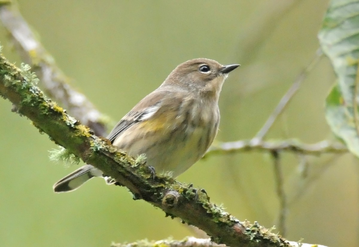 Yellow-rumped Warbler - ML51348441