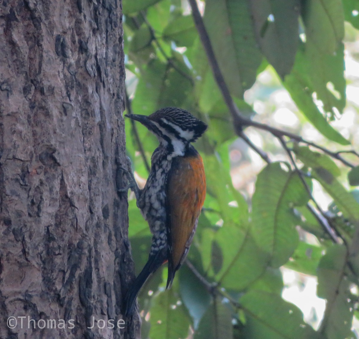 Himalayan Flameback - ML513484551