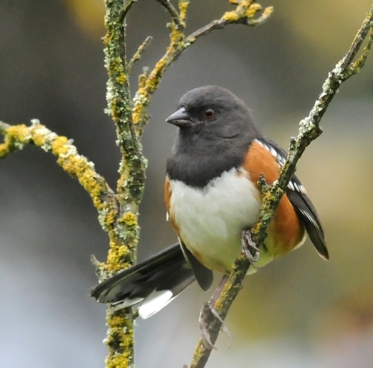 Spotted Towhee (oregonus Group) - ML51348611