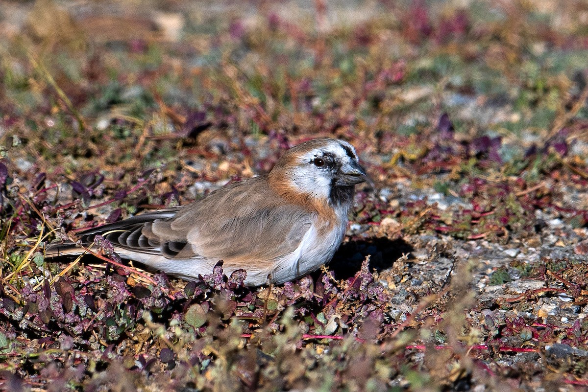 Blanford's Snowfinch - ML513487831