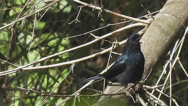 Greater Racket-tailed Drongo - ML513487851