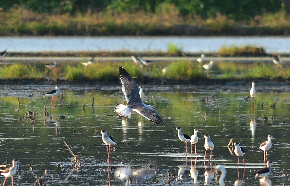 Lesser Black-backed Gull (Heuglin's) - ML513487911