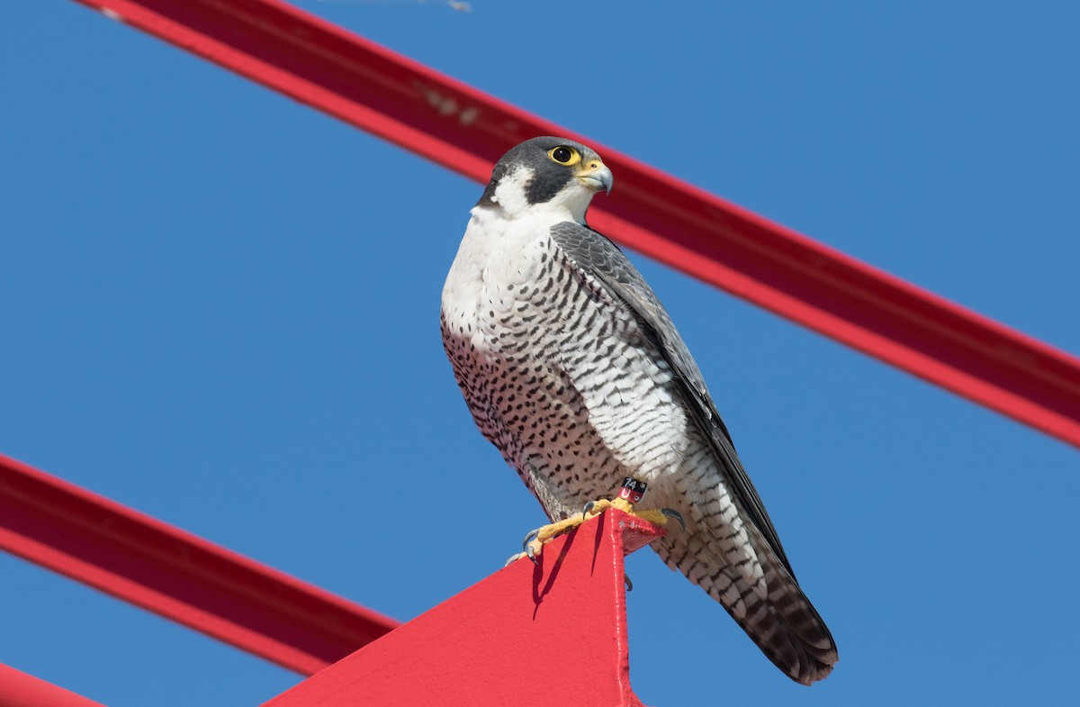 Peregrine Falcon - Josh Engel