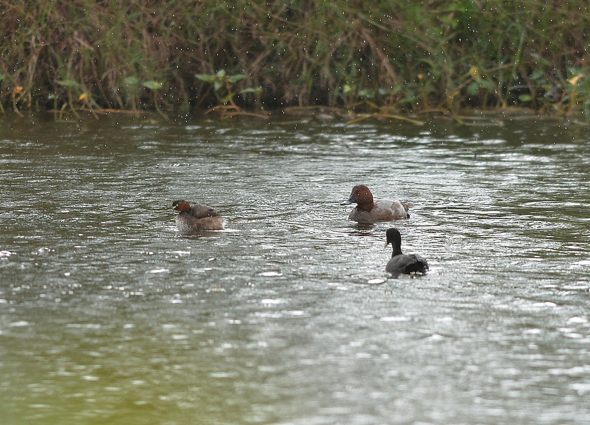 Common Pochard - ML513488101