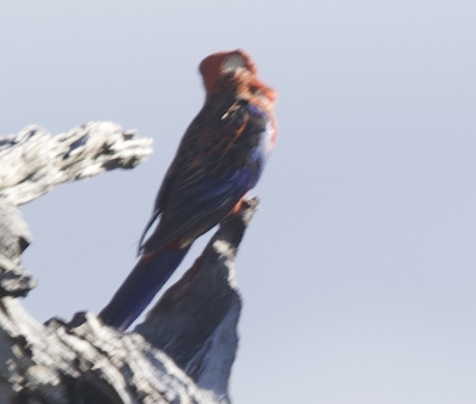 Crimson Rosella (Crimson) - ML513488861