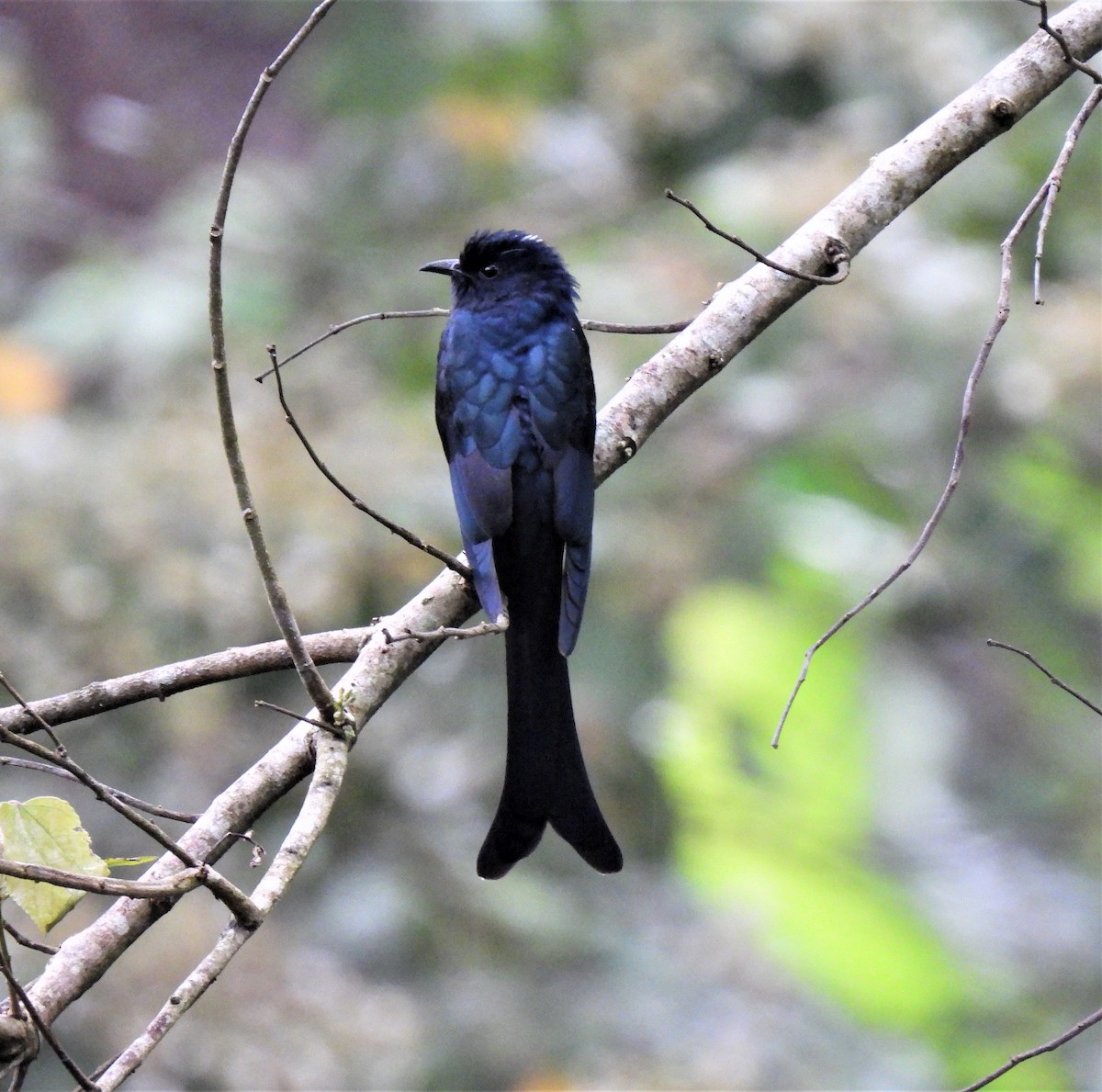 Fork-tailed Drongo-Cuckoo - Sahana M