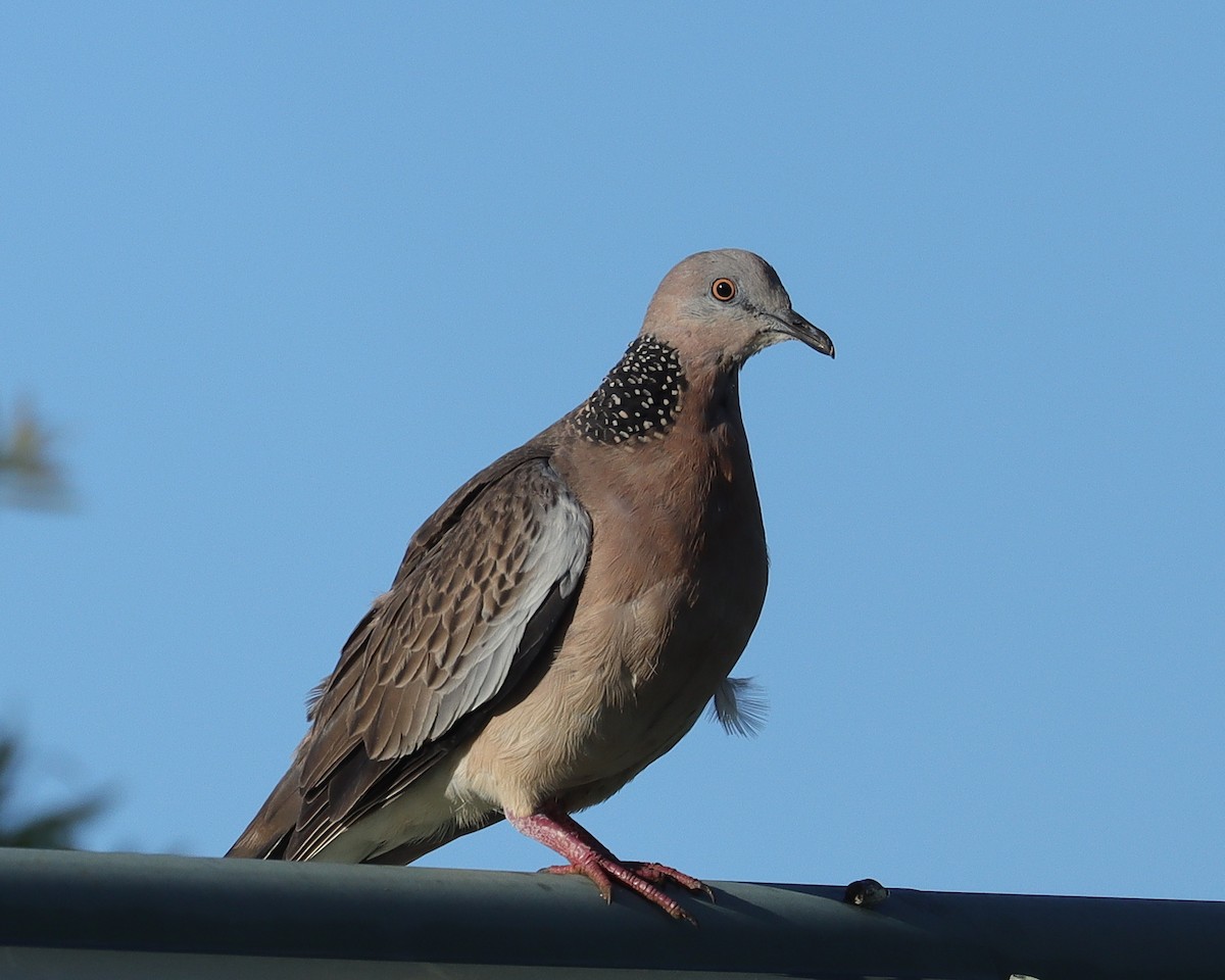 Spotted Dove - John Lowry