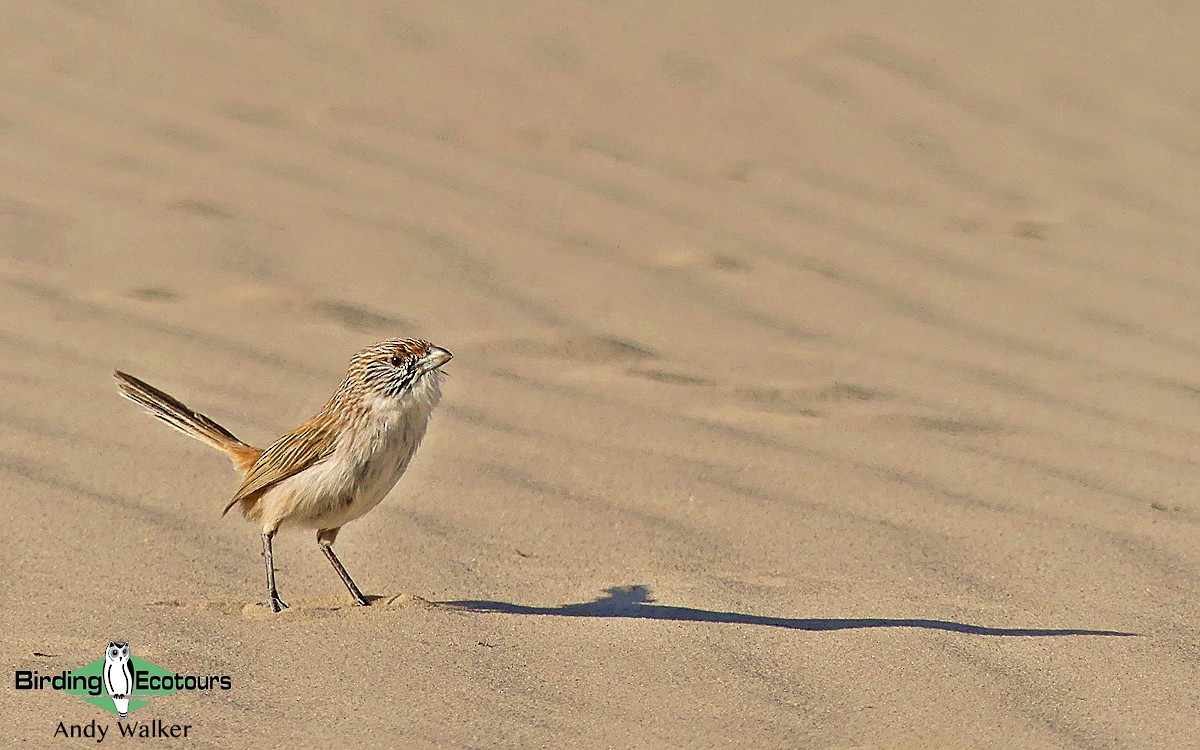 Eyrean Grasswren - ML513493511