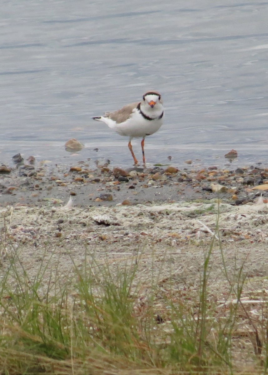 Piping Plover - ML51349361