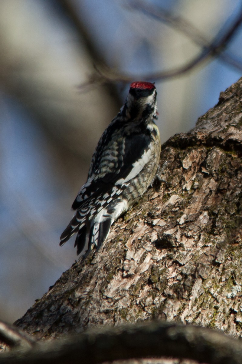 Yellow-bellied Sapsucker - ML51349371