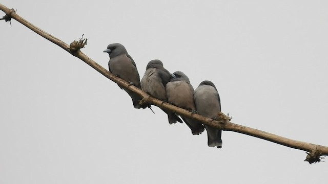 Ashy Woodswallow - ML513495501