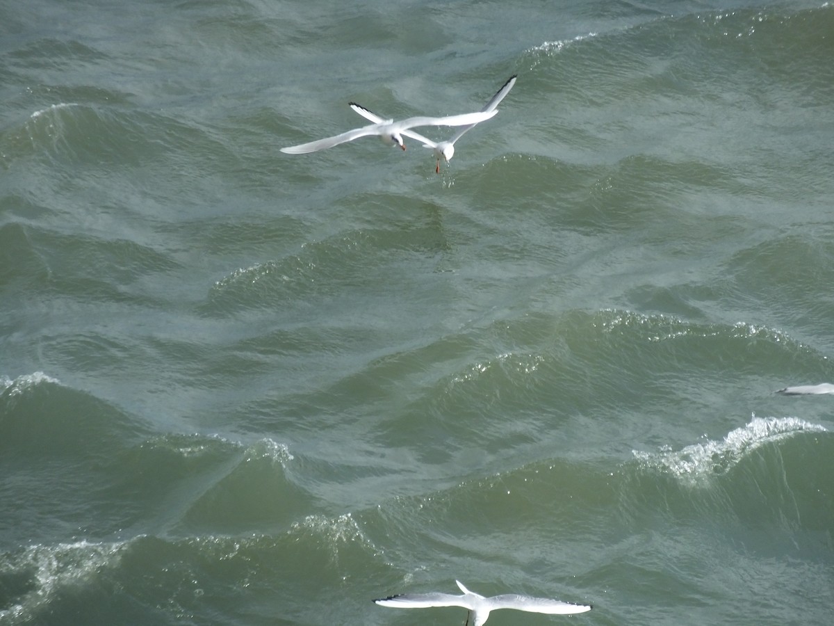 Mouette mélanocéphale - ML513495541