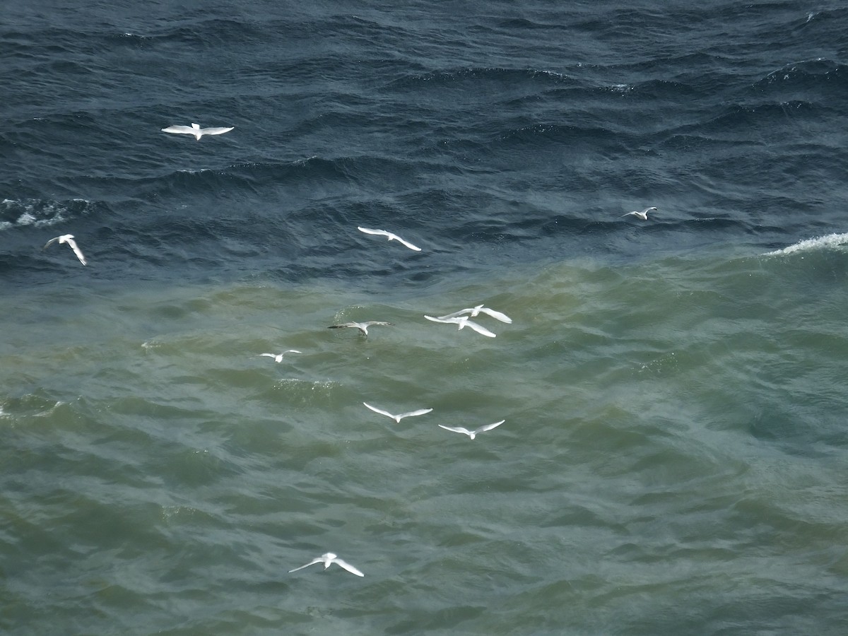 Mediterranean Gull - ML513495551