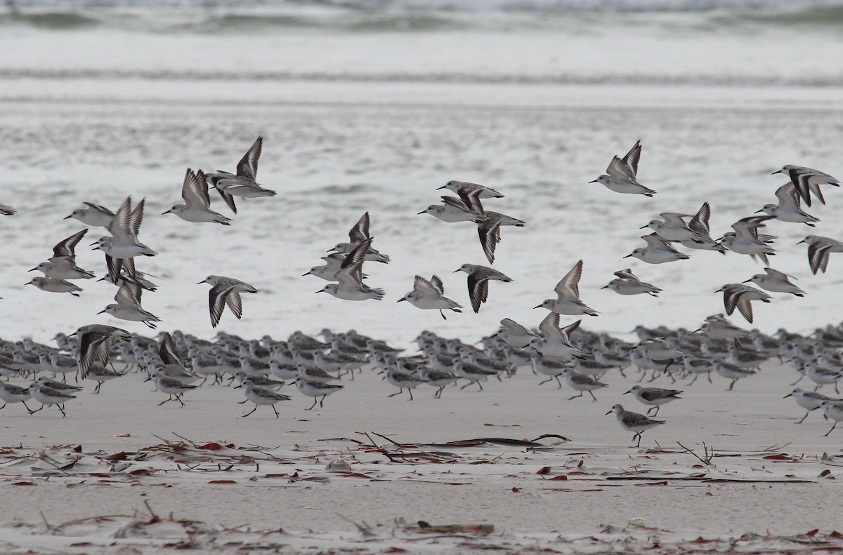 Sanderling - ML51349721