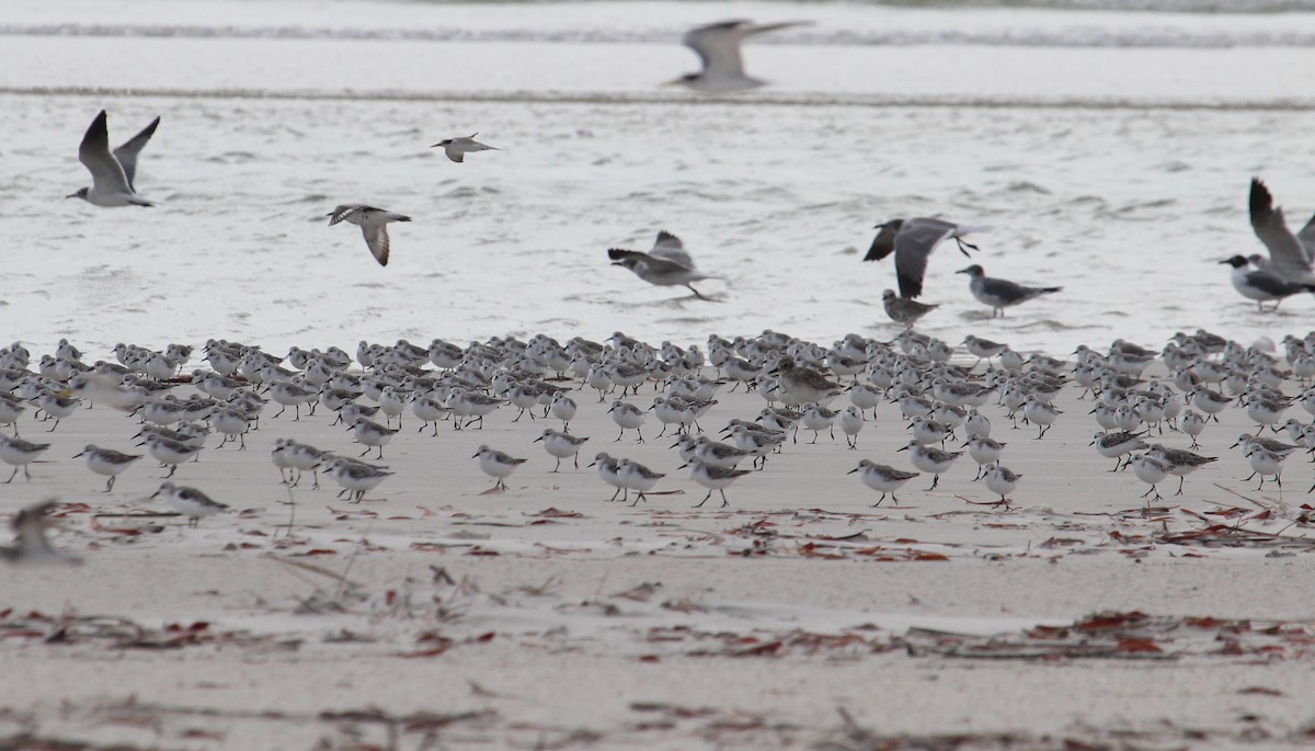 Sanderling - ML51349821