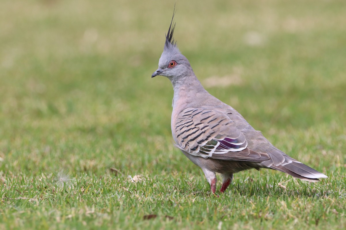 Crested Pigeon - ML513498621