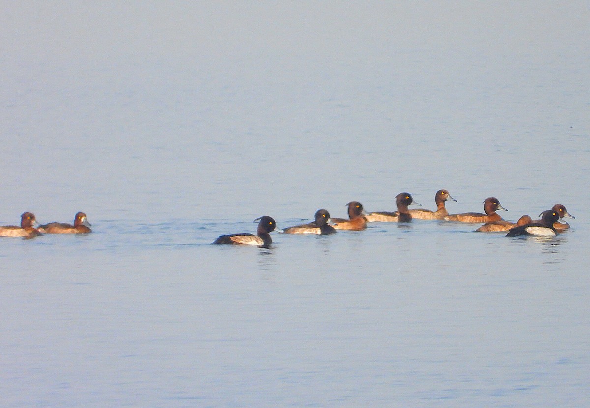 Tufted Duck - ML513499021