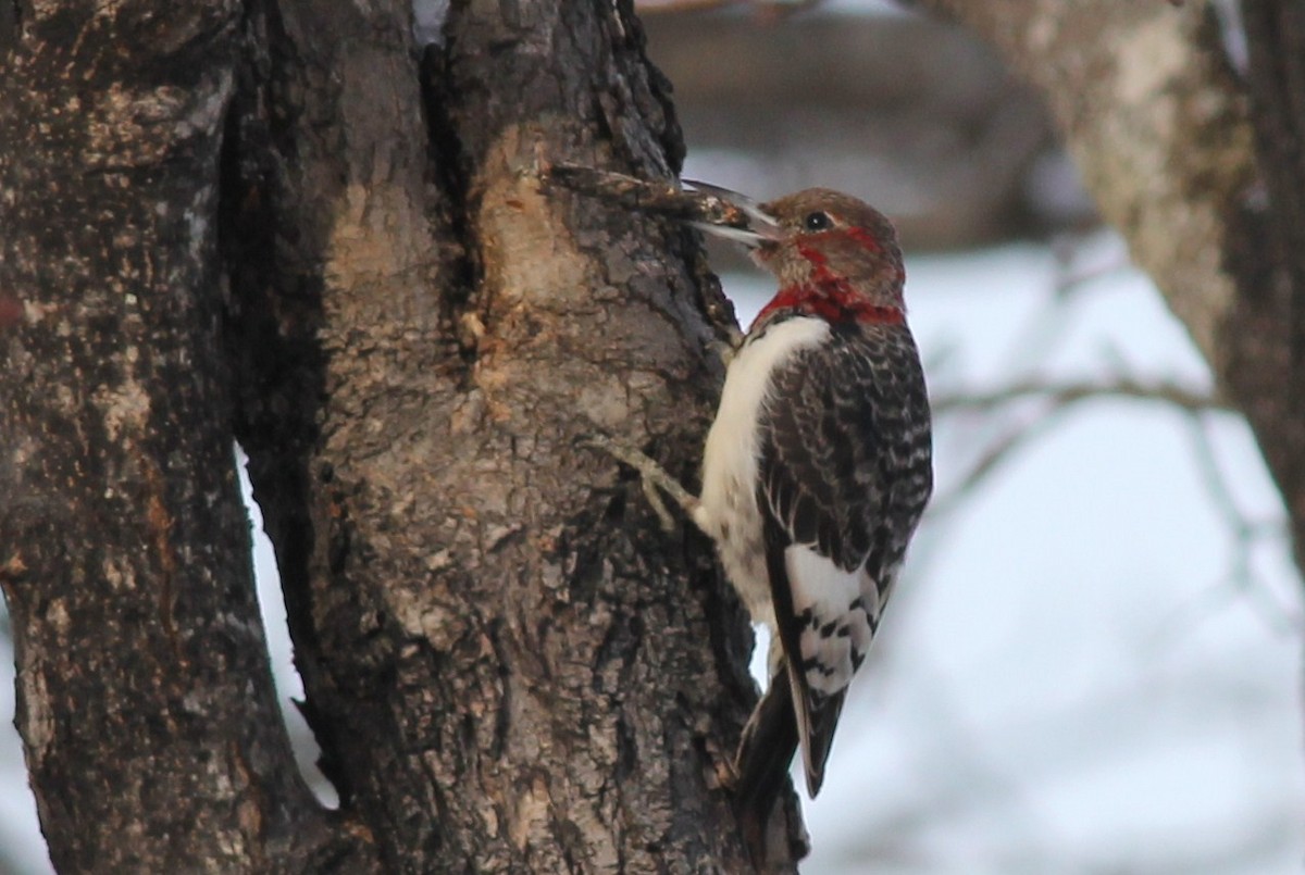 Red-headed Woodpecker - ML51349931