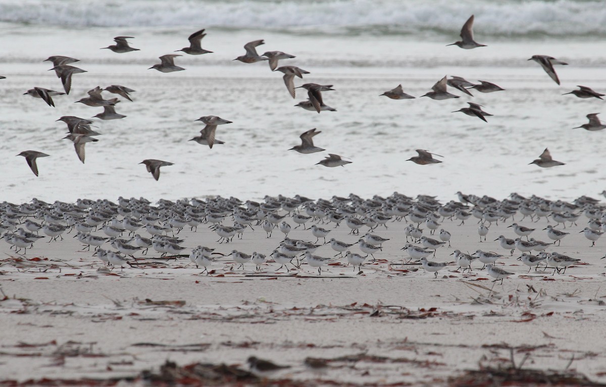 Sanderling - ML51349981