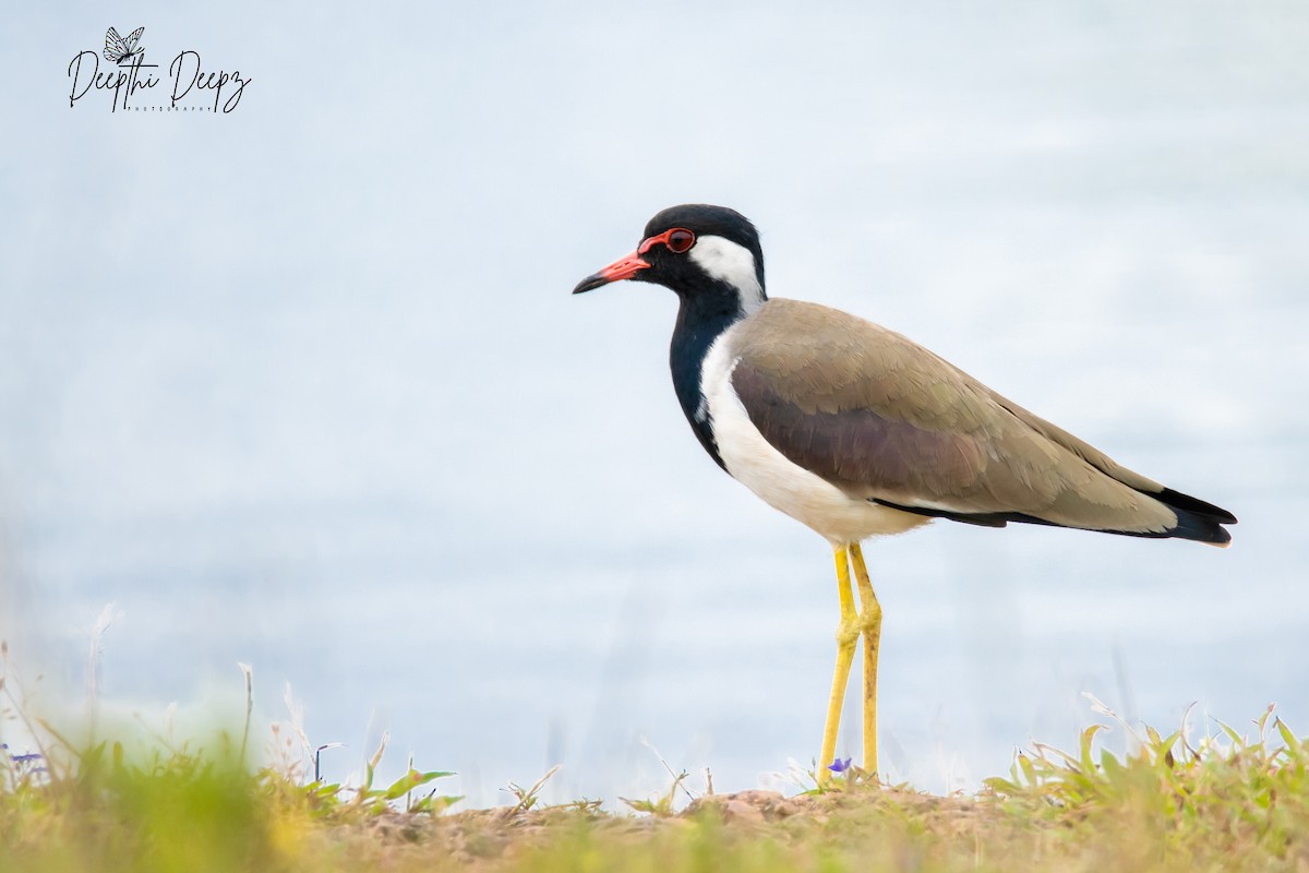 Red-wattled Lapwing - Deepthi Sunjith